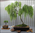 Live Dwarf Australian Weeping Willow Bonsai Tree - Fast Growing, Indoor/Outdoor - Salix babylonica 'Crispa'
